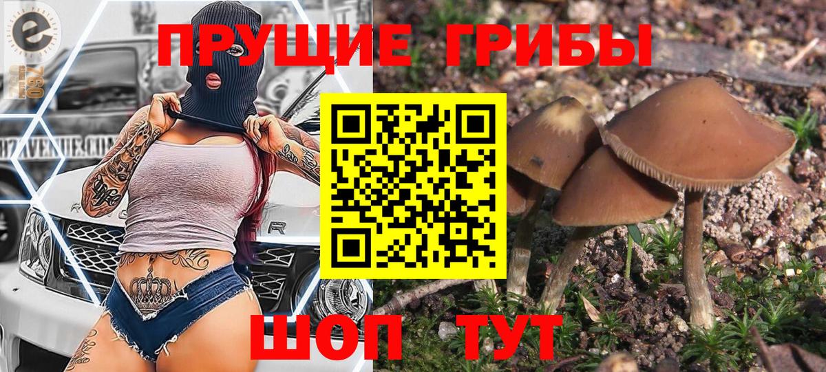 купить закладку  Псилоцибиновые грибы мицелий  Вход с VPN  Черкесск 